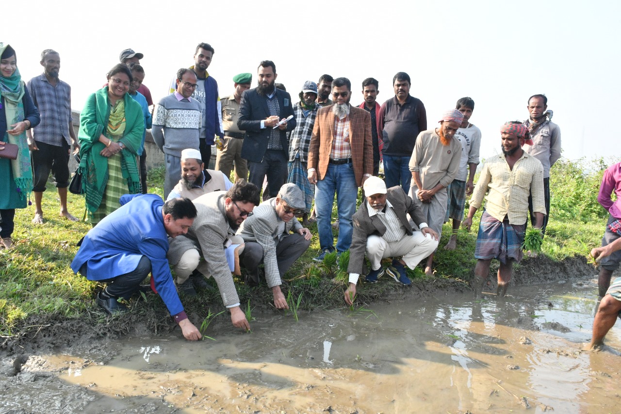 বাকৃবিতে বোরো ধান রোপন উদ্বোধন